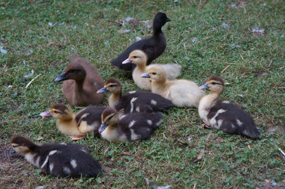 Muscovy