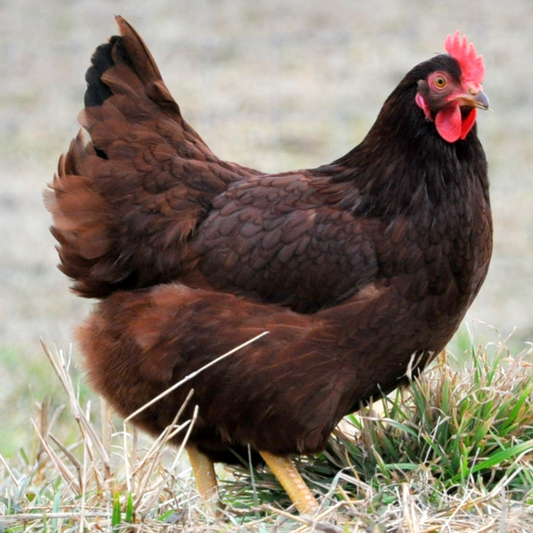 HRA Managed | Chicken | Rhode Island Red | Primary | WP Attachment 1464