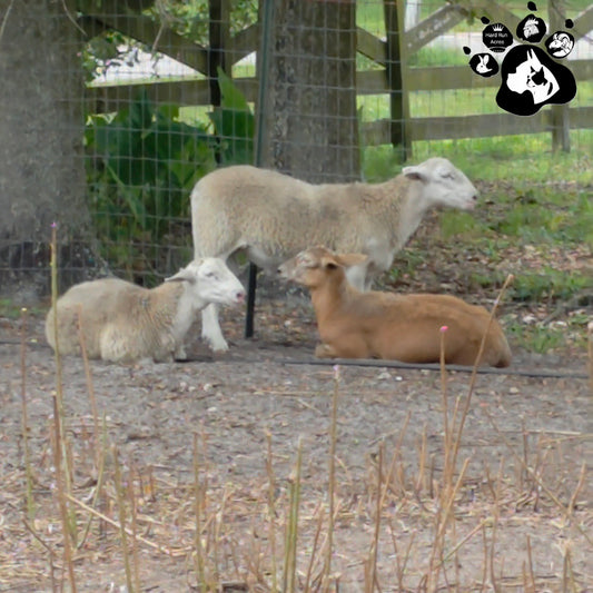 CRACKER KATAHDIN DORPER RAM