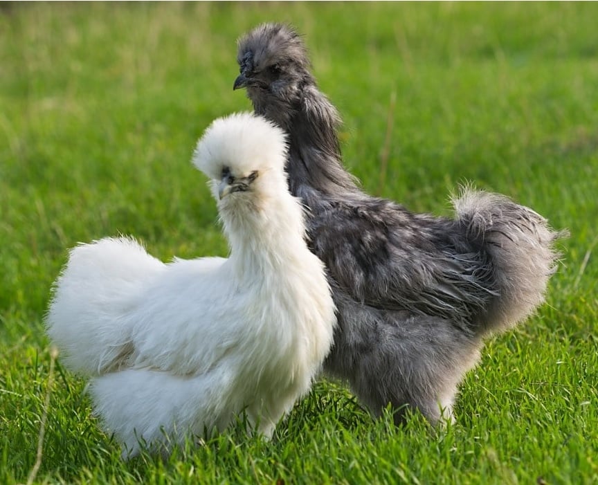 Silkies