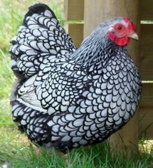 Silver Laced Wyandotte Female — Batch 2026-09-02