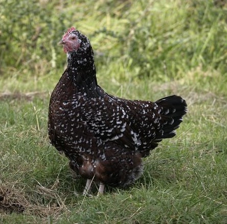 Speckled Sussex Female — Batch 2026-09-02