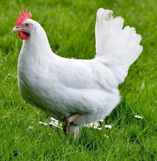 White Leghorn Female — Batch 2026-09-02